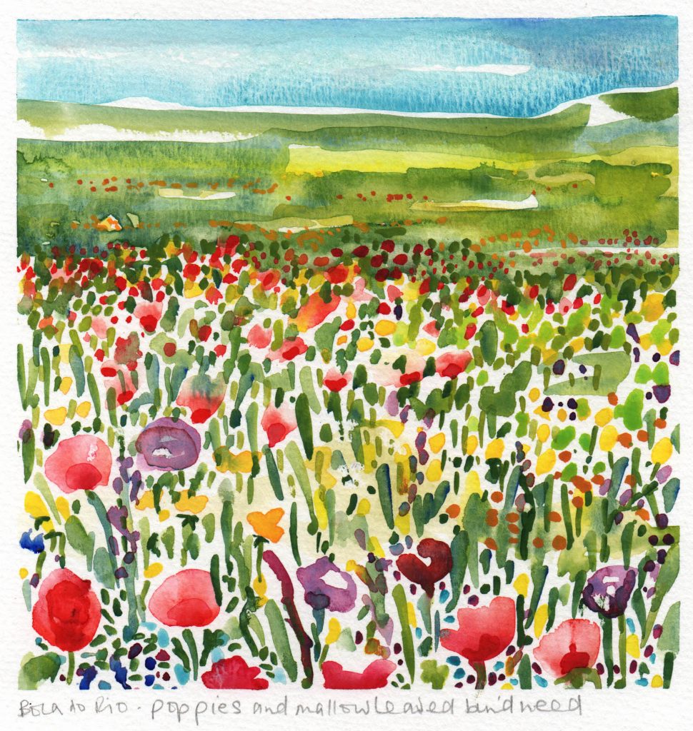 Watercolour painting of poppies in a field