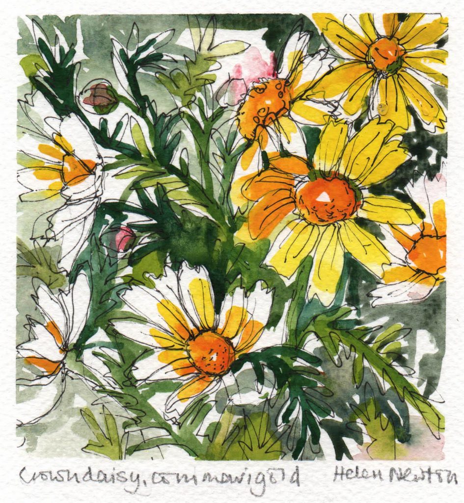 Watercolour painting of large daisies