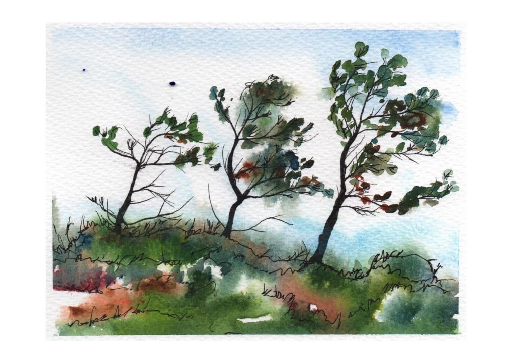 Water colour painting of three pine trees leaning to the right