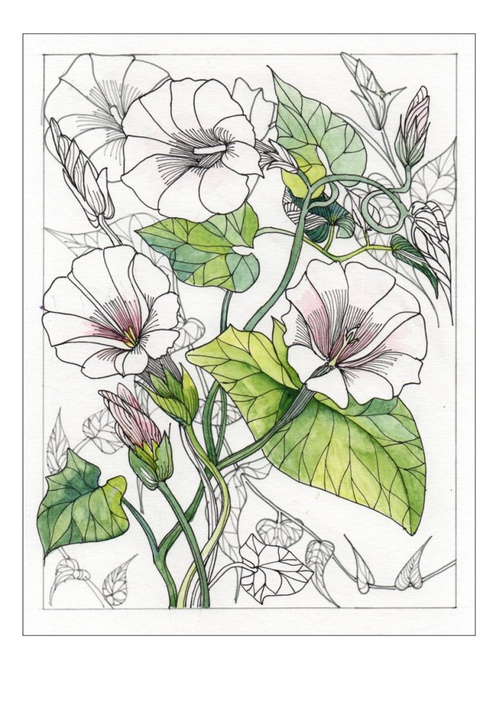 Card of Convolvulus with trumpet-like flowers, drawn in ink with partial colour.