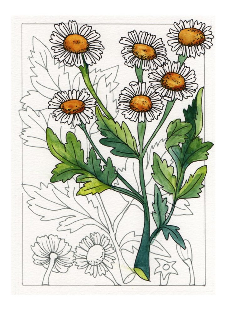 Card of Fewverfew, a daisy-like flower drawn in ink with partial colour.