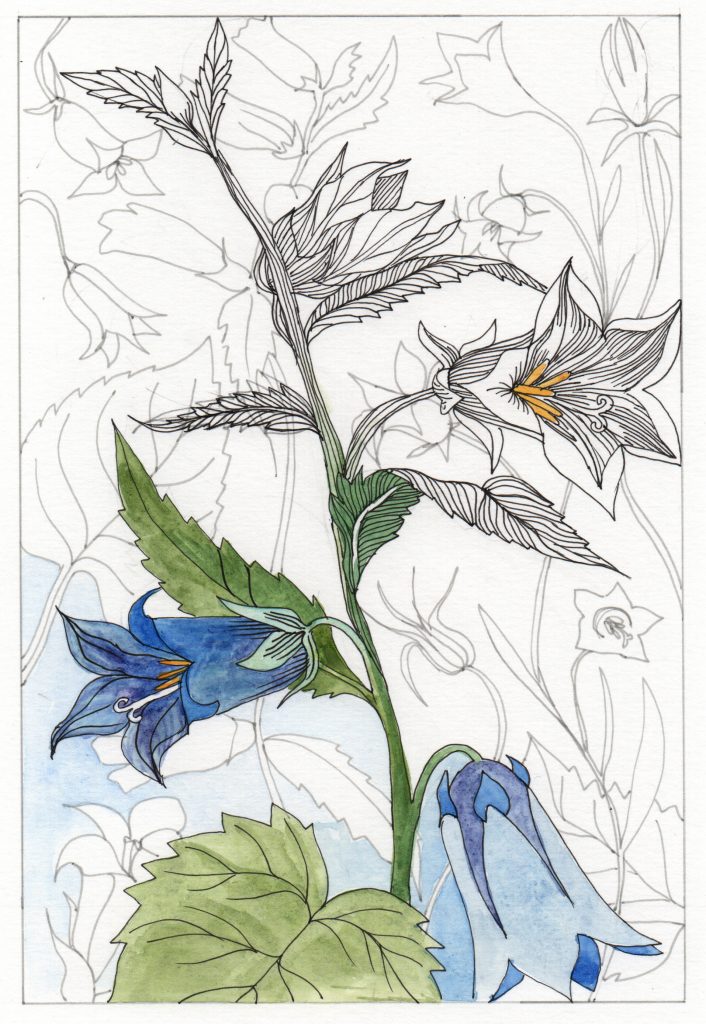 Ink drawing of campanula flowers on a stem with a touch of watercolour.