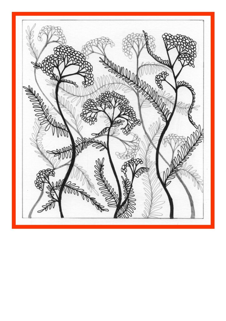 Ink drawing of yarrow flowers and leaves in a red surround.