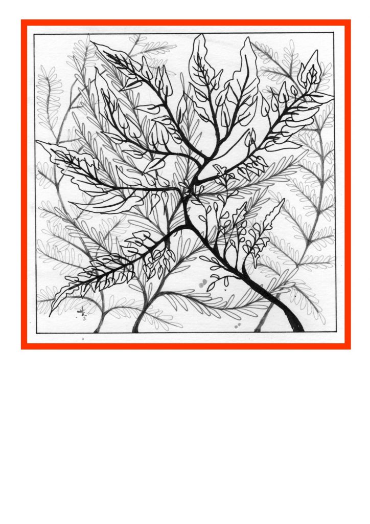 Ink drawing of fern leaves in a red surround.