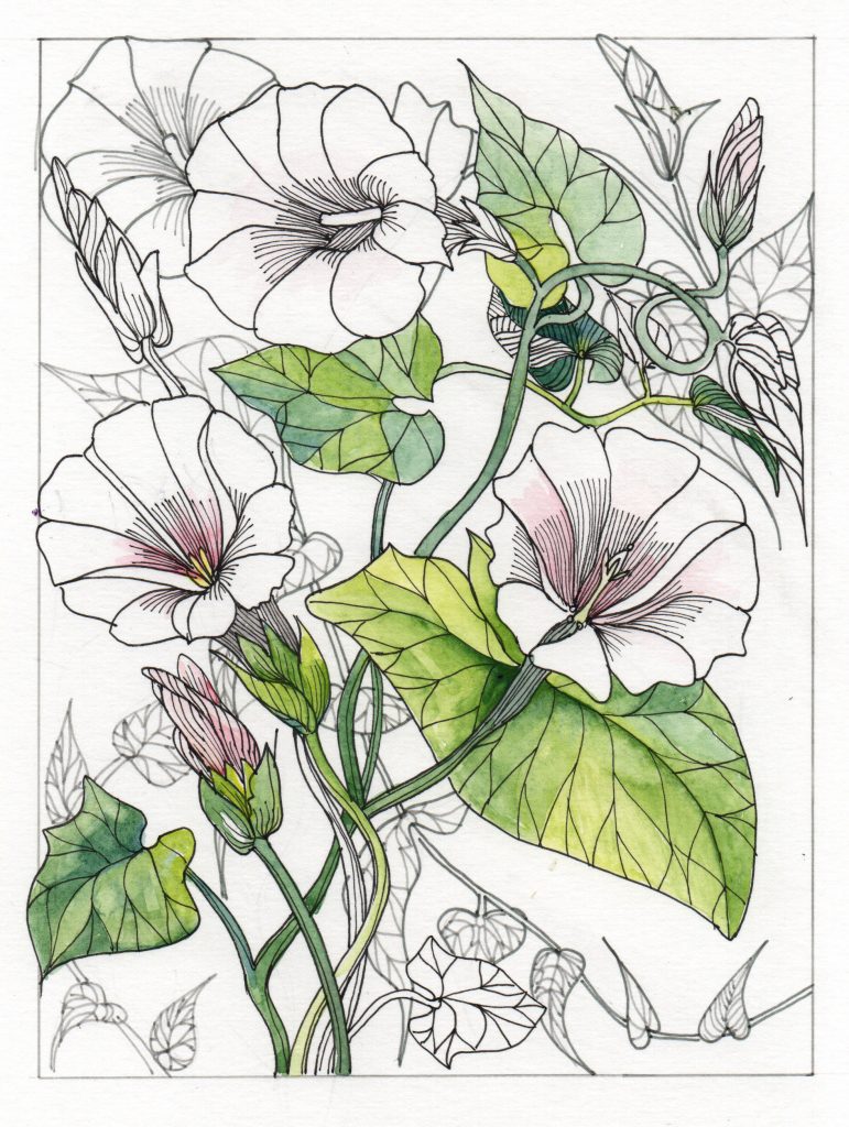 An ink drawing of convolvulus flowers with leaves, with a touch of colour added.