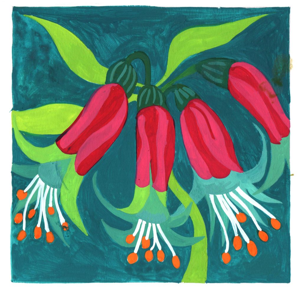 A gouache painting of pink eustephia flowers against a blue background.